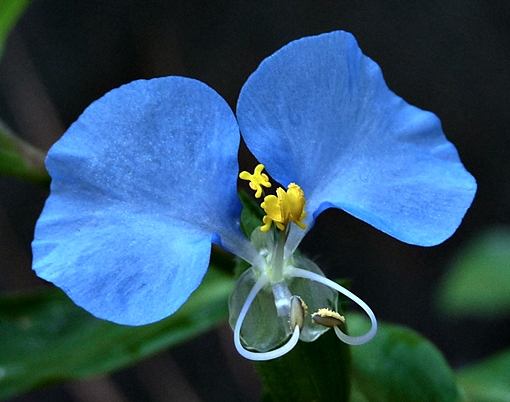 {Commelina erecta}